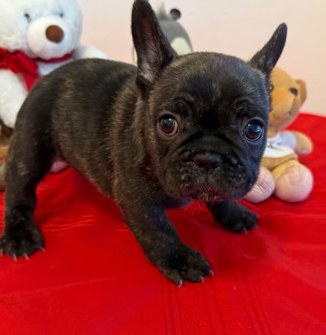 French Bulldog Puppies media 19