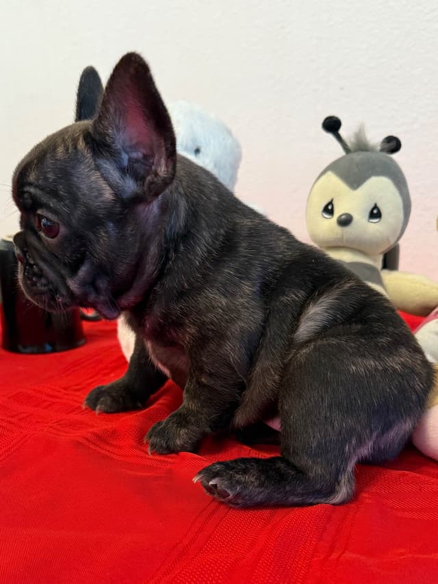 French Bulldog Puppies media 20