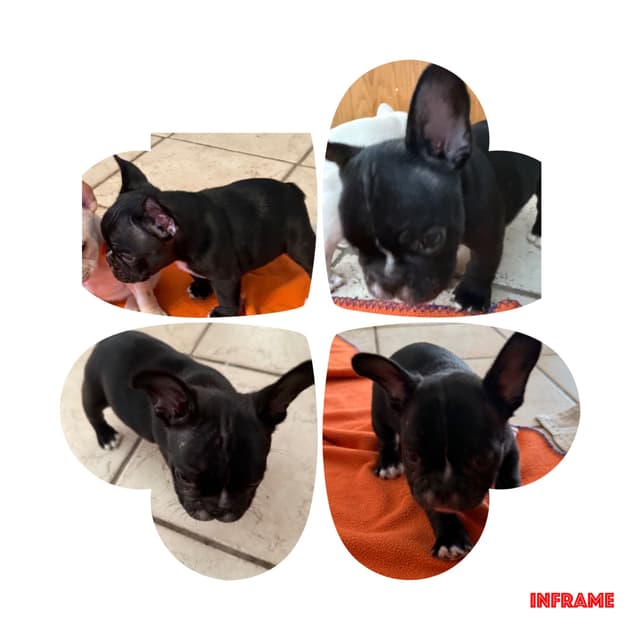 French Bulldog Puppies media 22