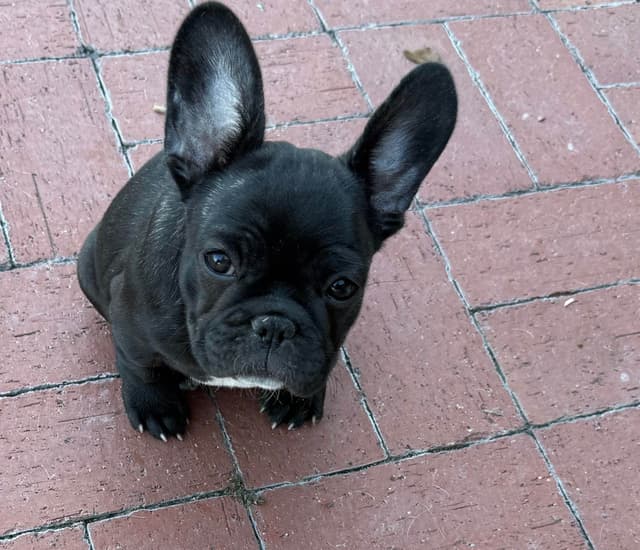 French Bulldog Puppies media 23