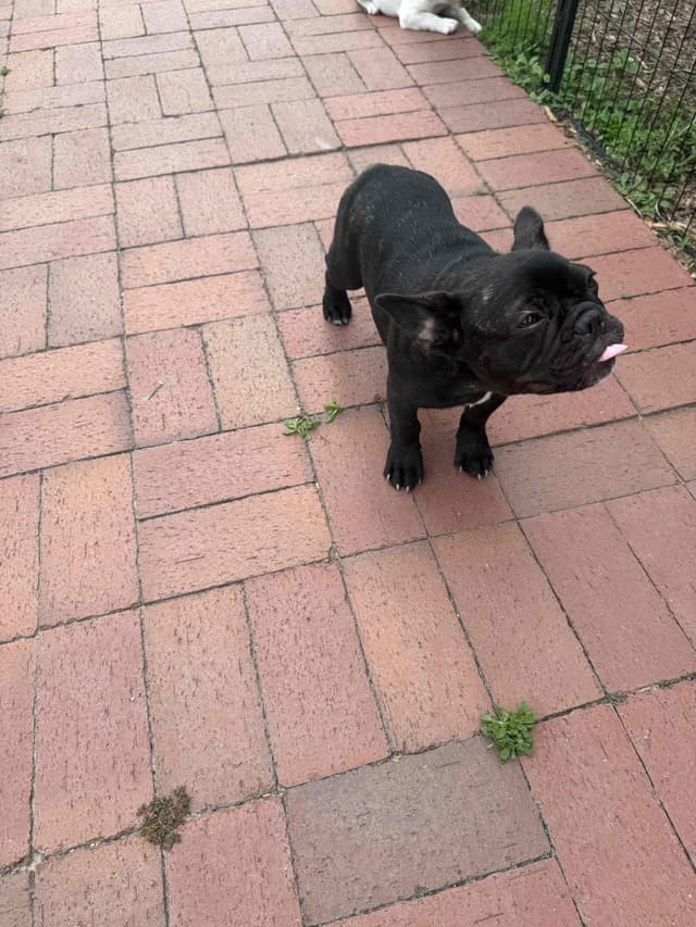 French Bulldog Puppies media 24