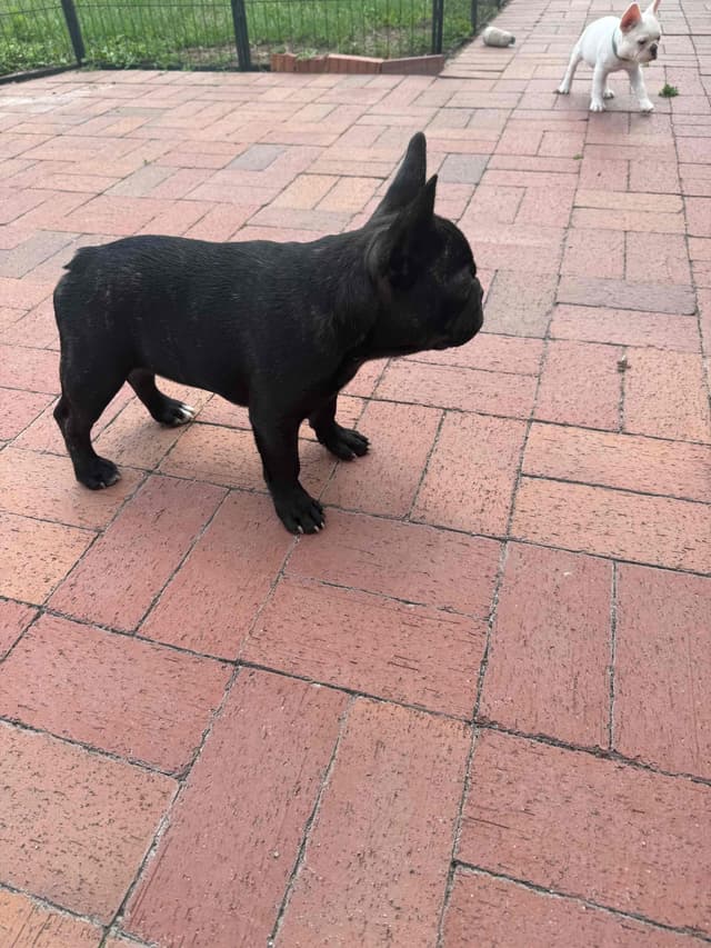 French Bulldog Puppies media 25