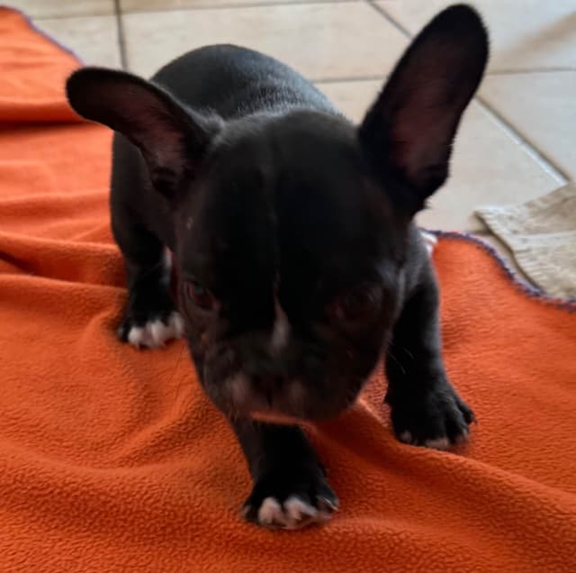 French Bulldog Puppies media 26