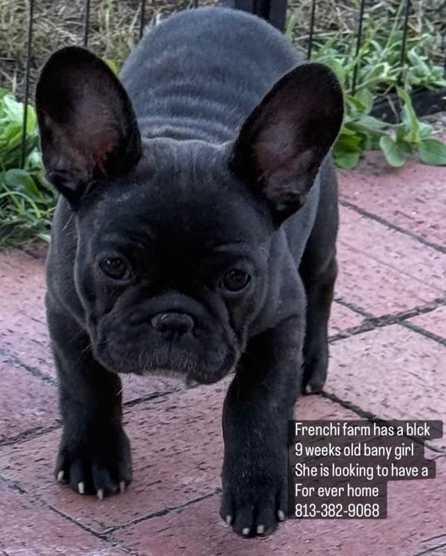 French Bulldog Puppies media 27