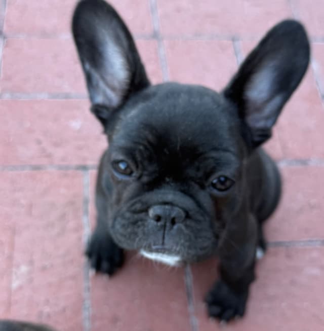 French Bulldog Puppies media 28