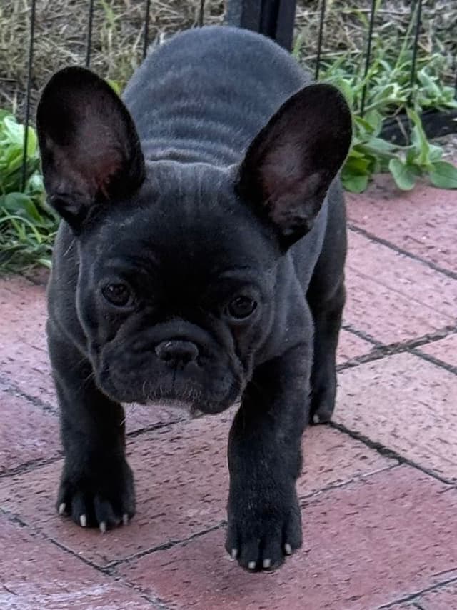 French Bulldog Puppies media 30