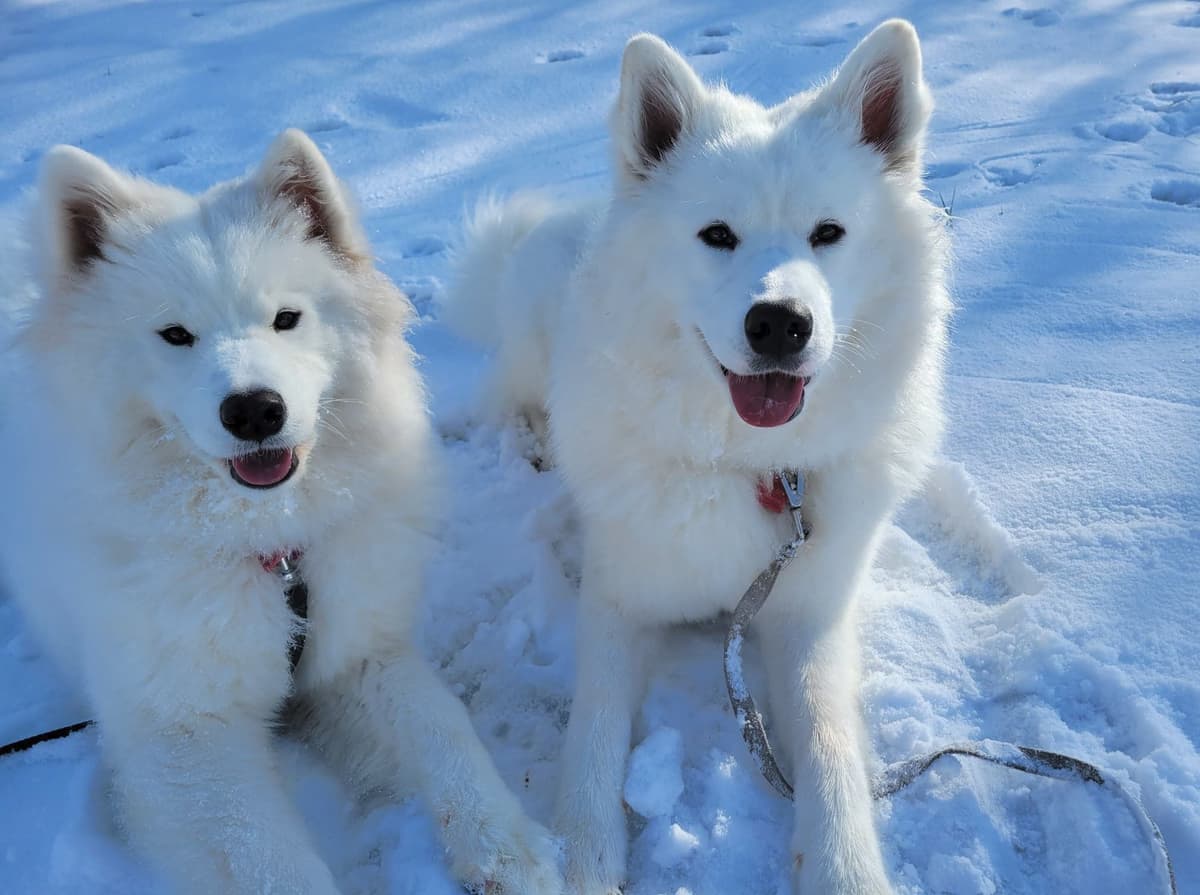 Beautiful Samoyed Puppies breeder image 4