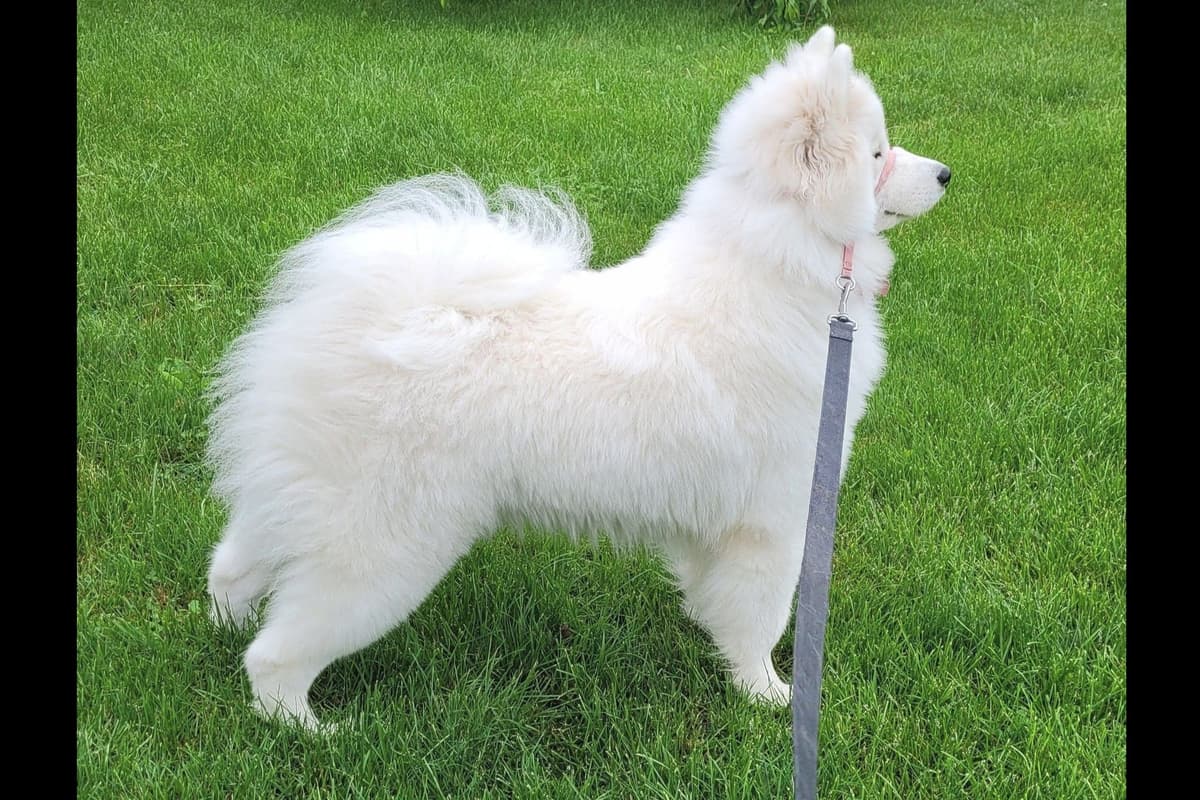 Beautiful Samoyed Puppies breeder image 3