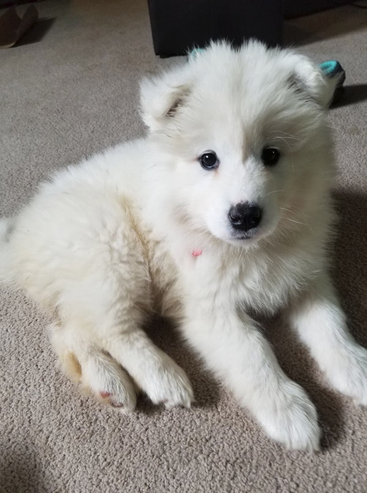 Beautiful Samoyed Puppies breeder image 5