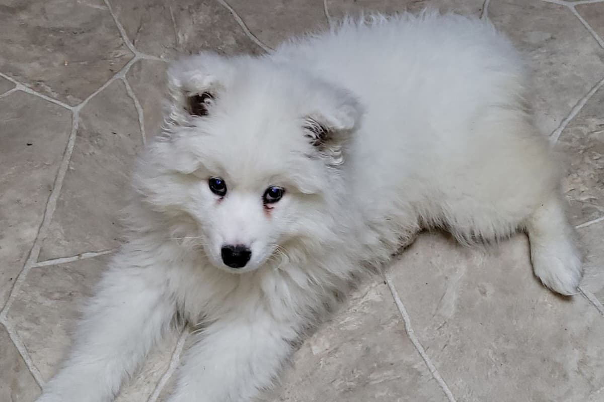 Beautiful Samoyed Puppies breeder image 7