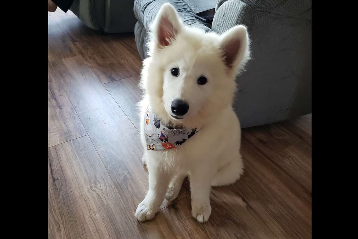 Beautiful Samoyed Puppies breeder image 8