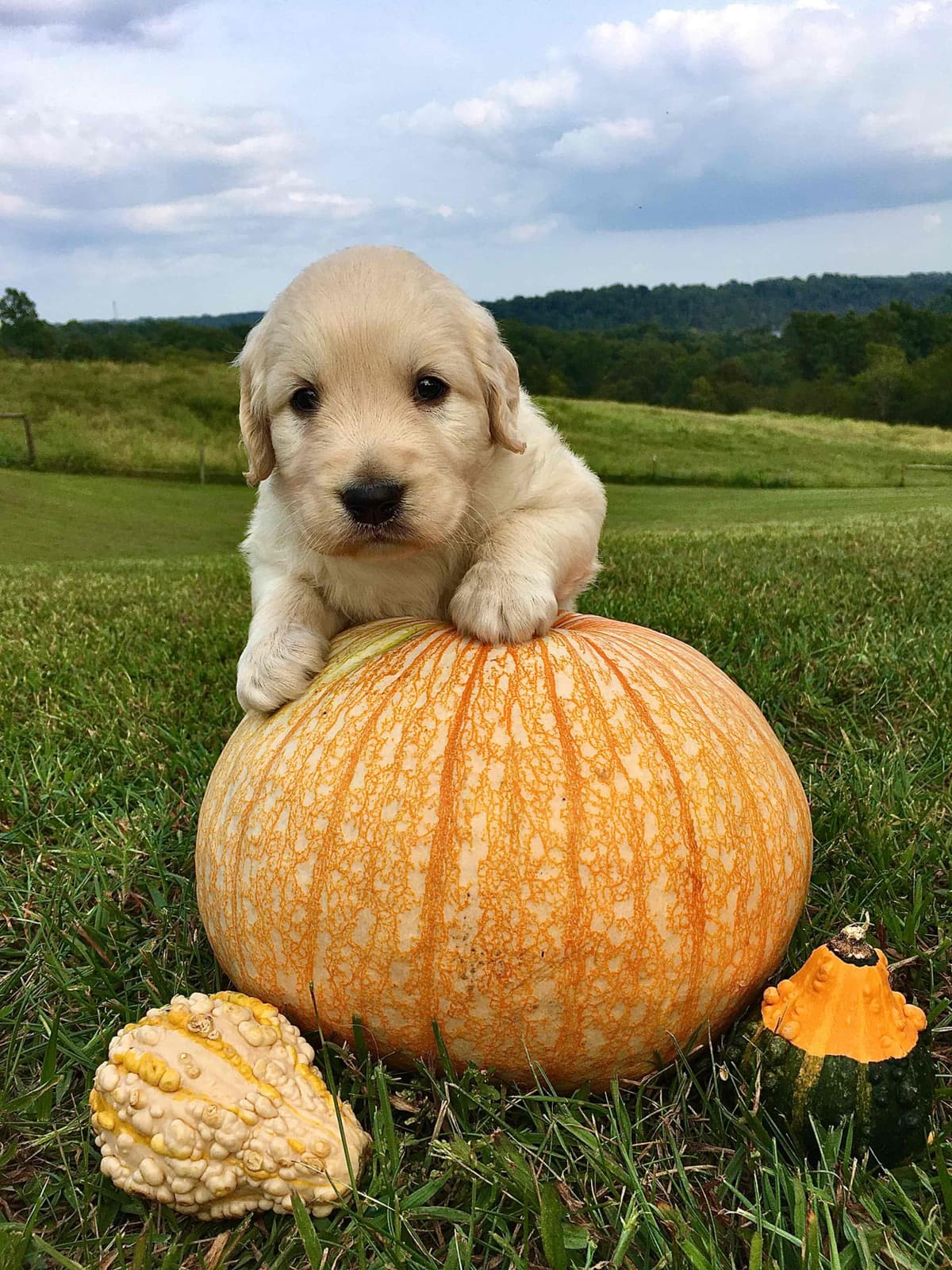 Toy Poodle Puppies breeder image 2
