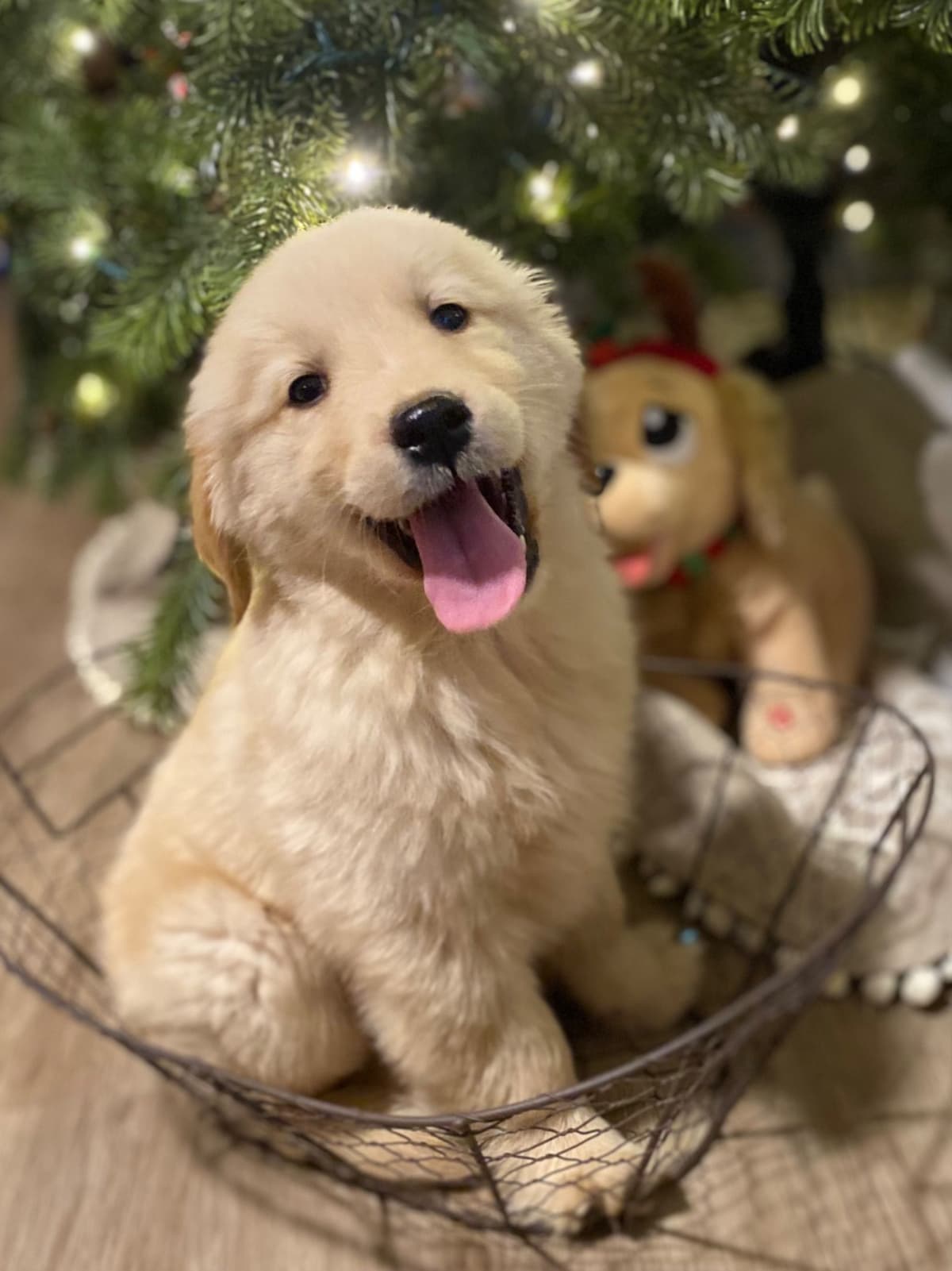 Toy Poodle Puppies breeder image 12