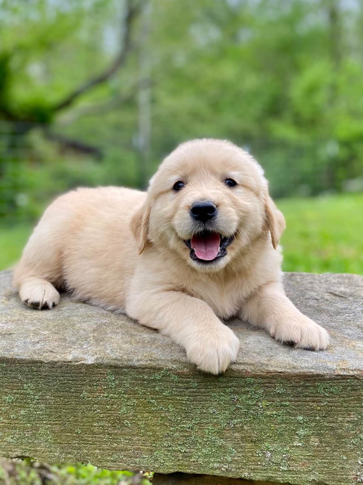 Toy Poodle Puppies breeder image 13