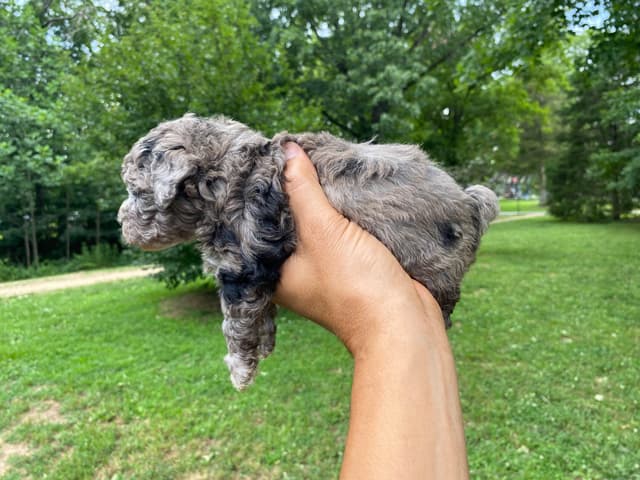 Toy Poodle Puppies media 4