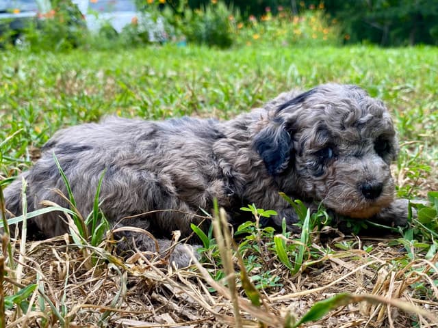 Toy Poodle Puppies media 7