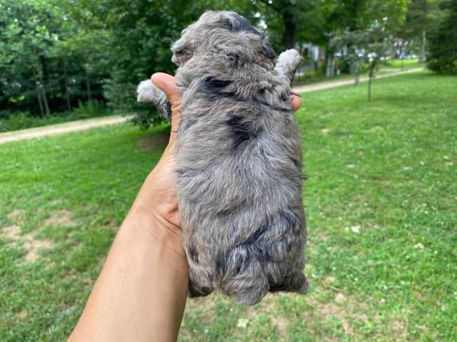 Toy Poodle Puppies media 6