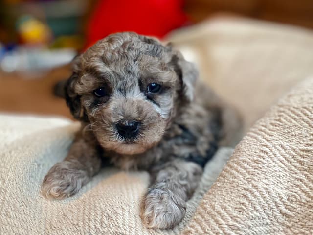 Toy Poodle Puppies media 2