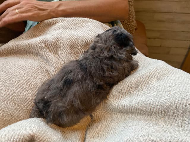 Toy Poodle Puppies media 9