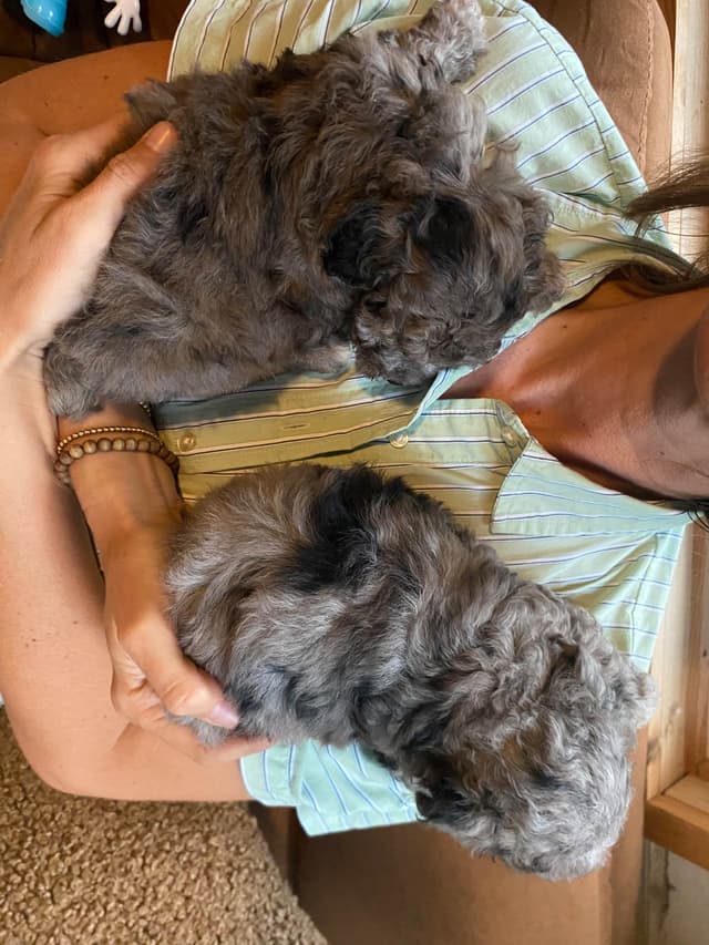 Toy Poodle Puppies media 10