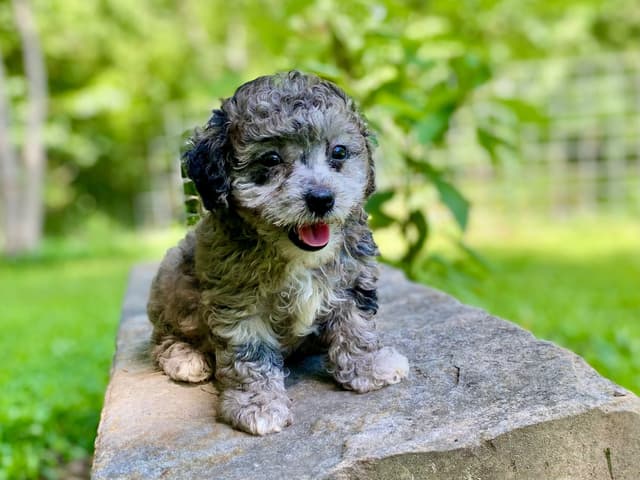Toy Poodle Puppies media 3
