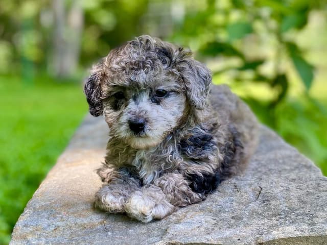 Toy Poodle Puppies media 11