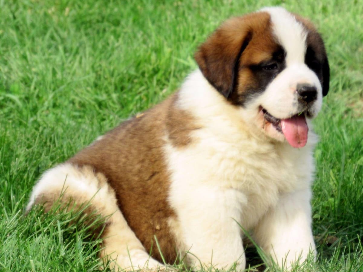 Saint Bernard Puppies breeder image 9