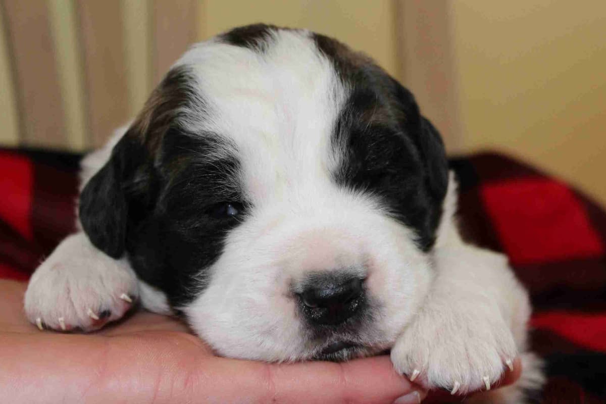 Saint Bernard Puppies breeder image 10