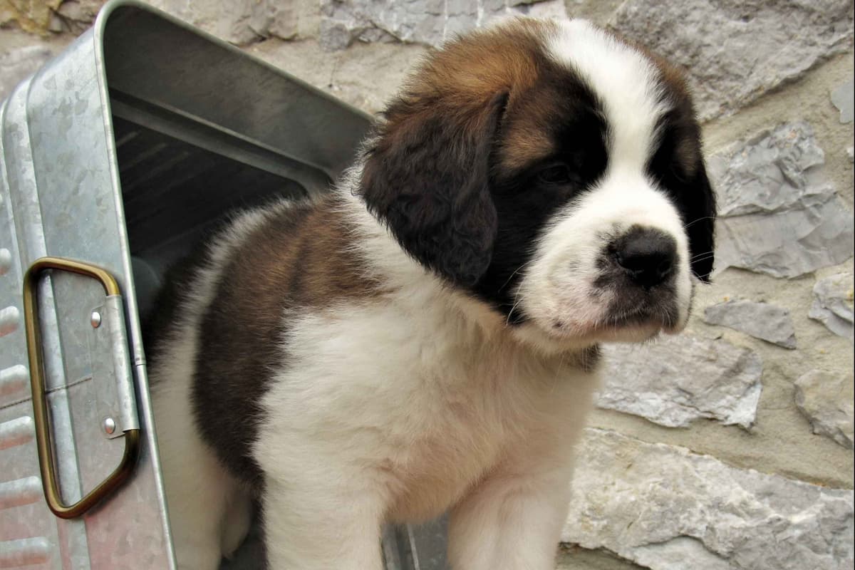 Saint Bernard Puppies breeder image 11