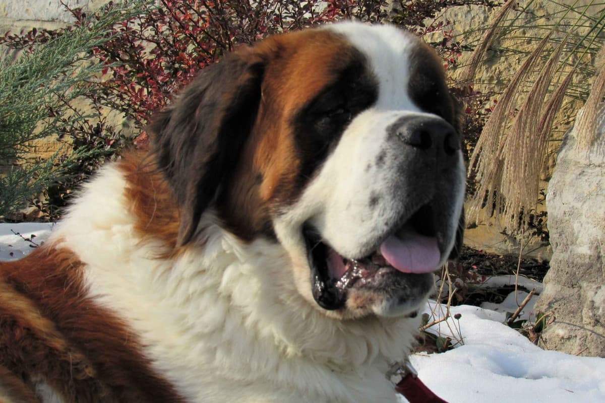 Saint Bernard Puppies breeder image 4