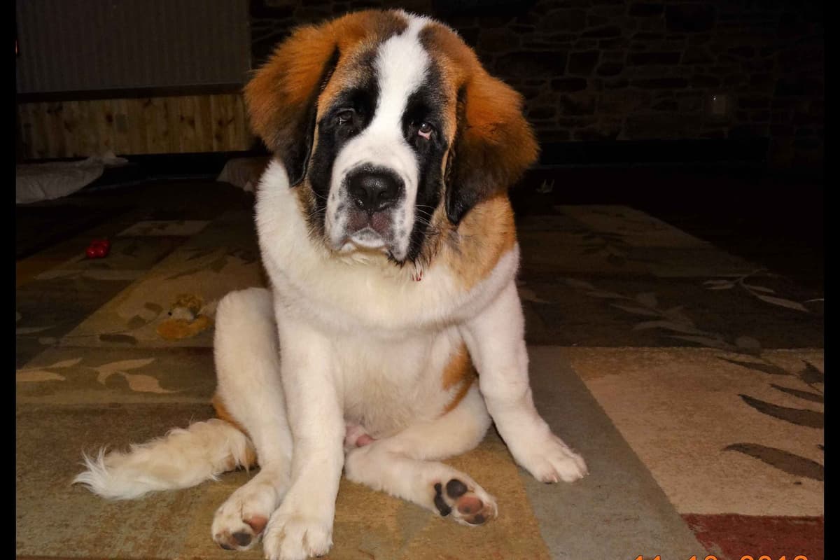 Saint Bernard Puppies breeder image 12