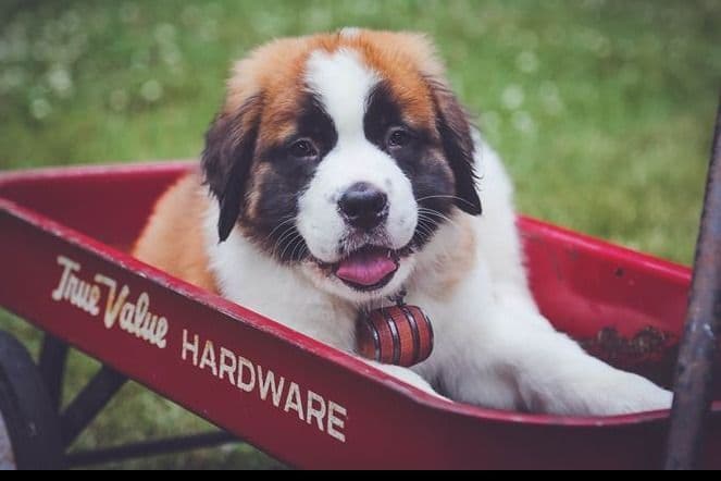 Saint Bernard Puppies breeder image 15