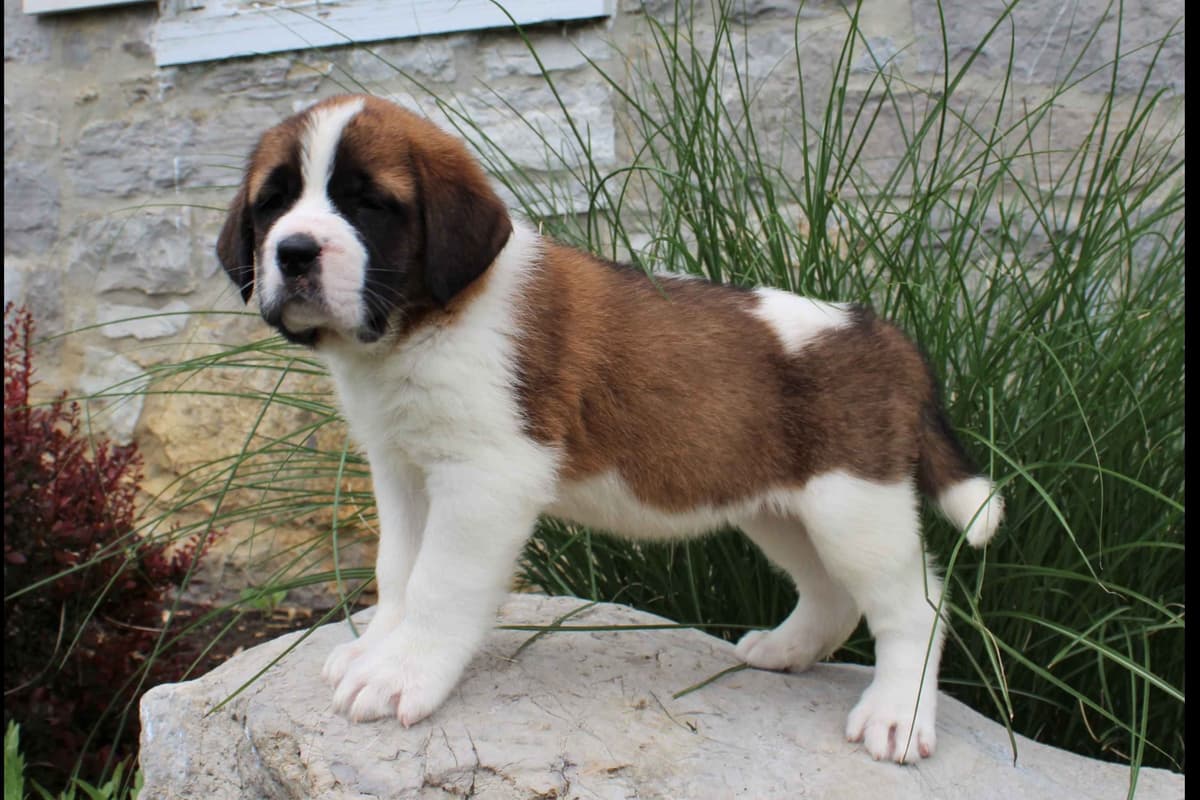 Saint Bernard Puppies breeder image 16