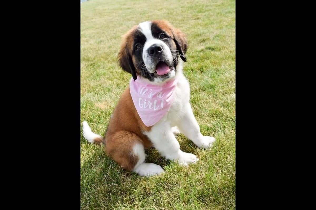 Saint Bernard Puppies breeder image 14