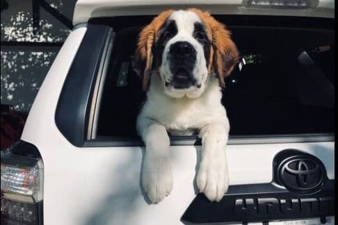 Saint Bernard Puppies breeder image 18