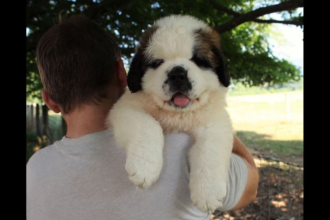 Saint Bernard Puppies breeder image 19