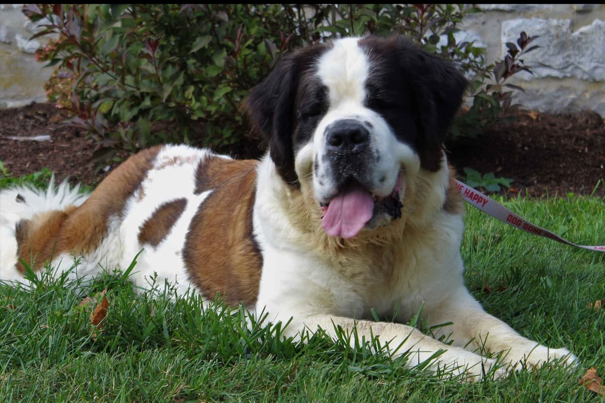 Saint Bernard Puppies breeder image 6