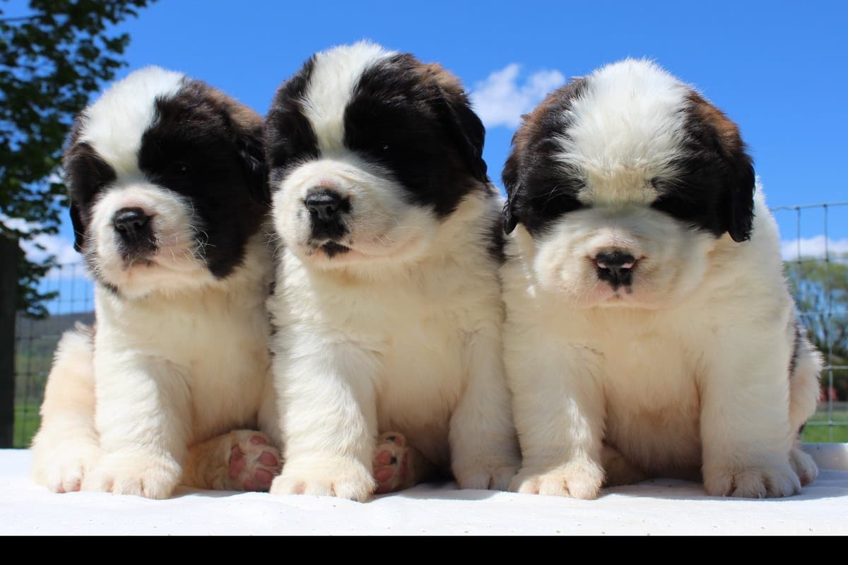 Saint Bernard Puppies breeder image 7