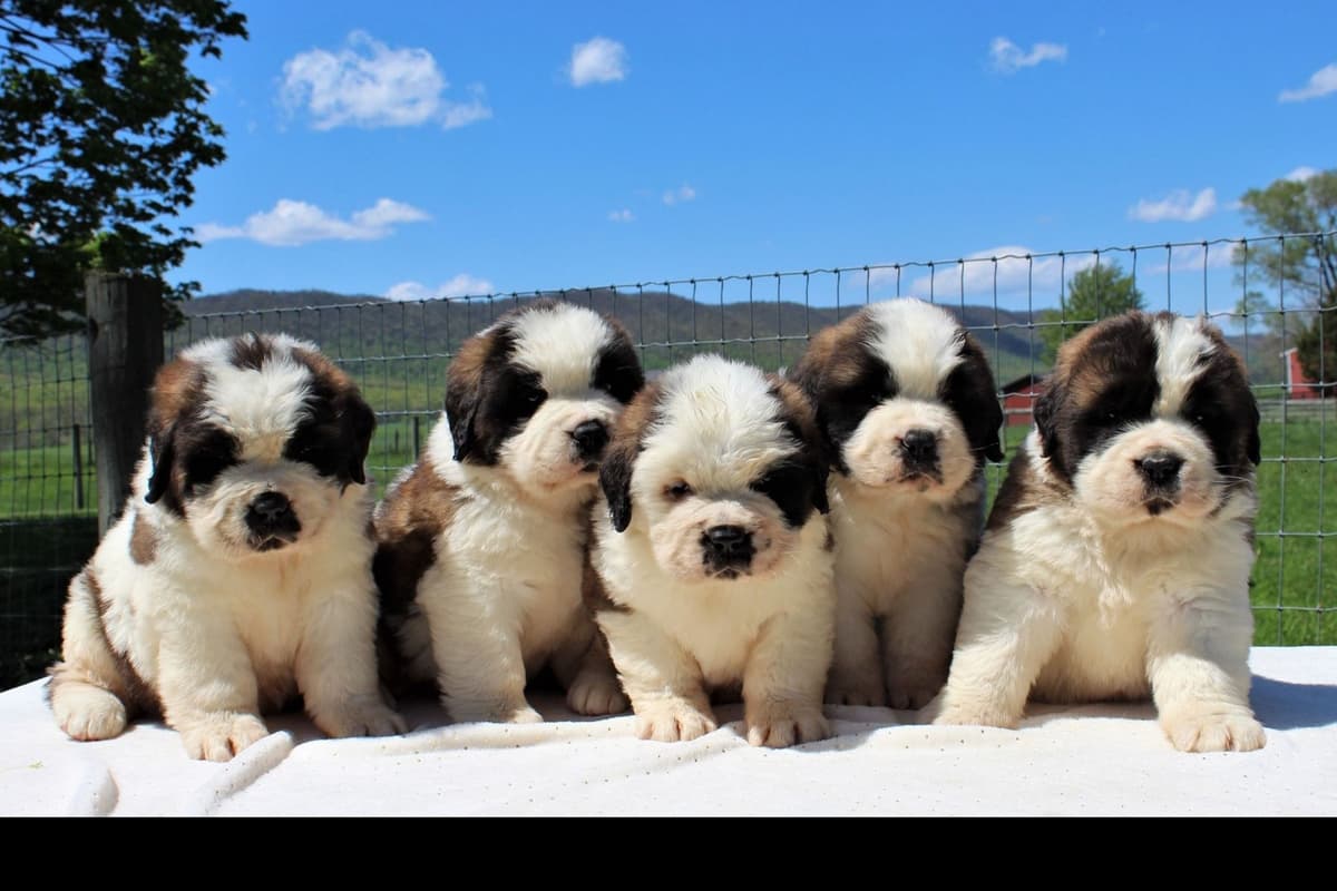 Saint Bernard Puppies breeder image 8