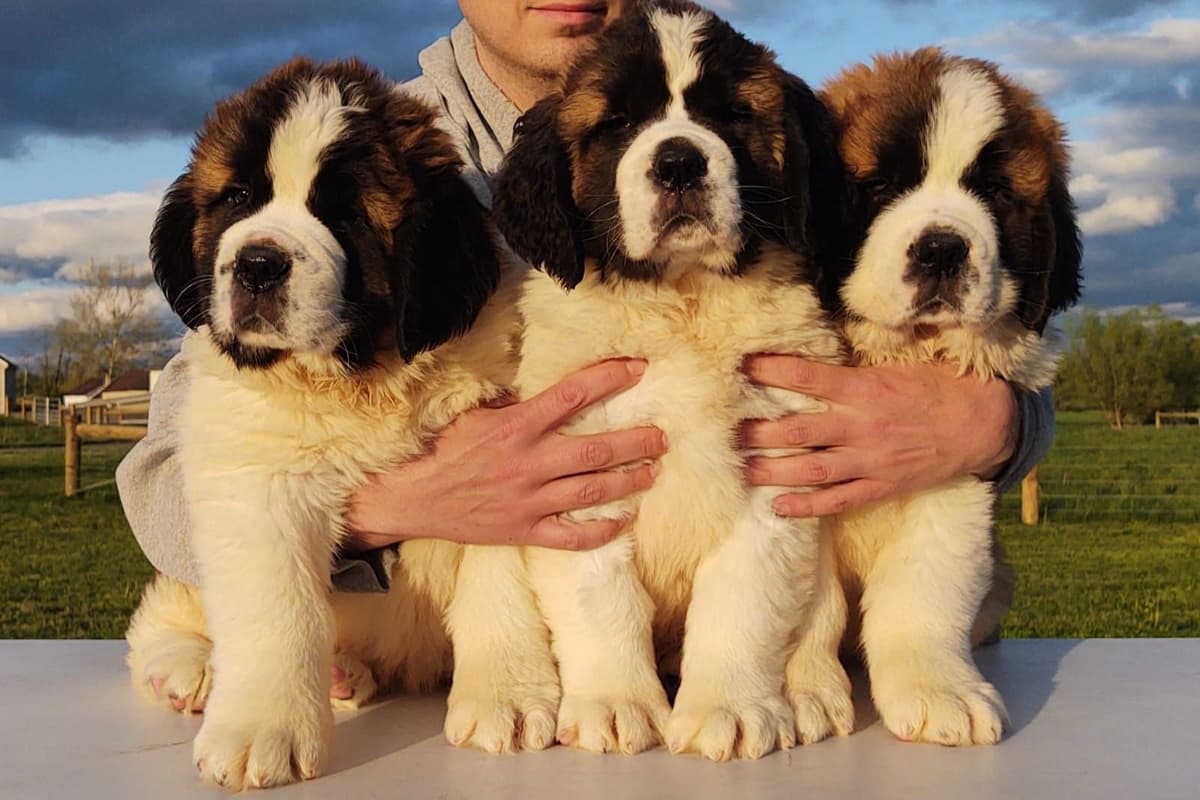 Saint Bernard Puppies breeder image 22