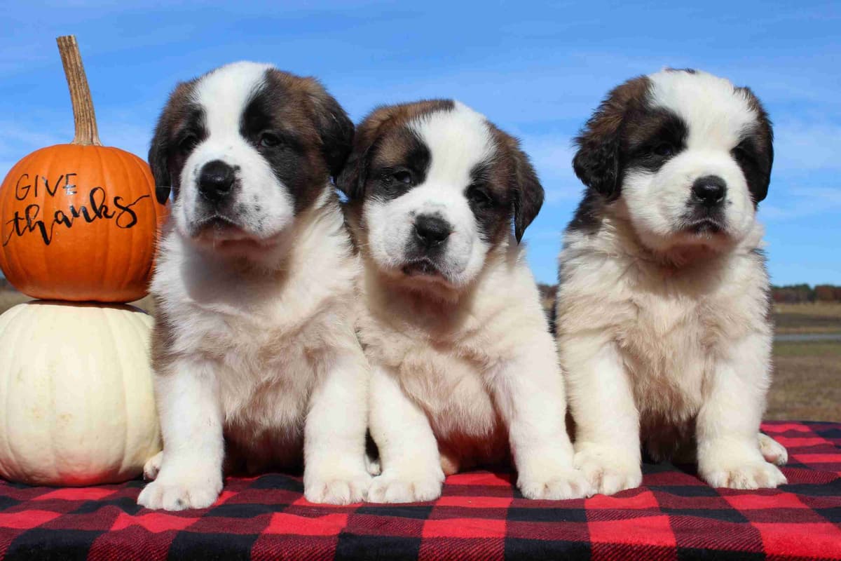Saint Bernard Puppies breeder image 24