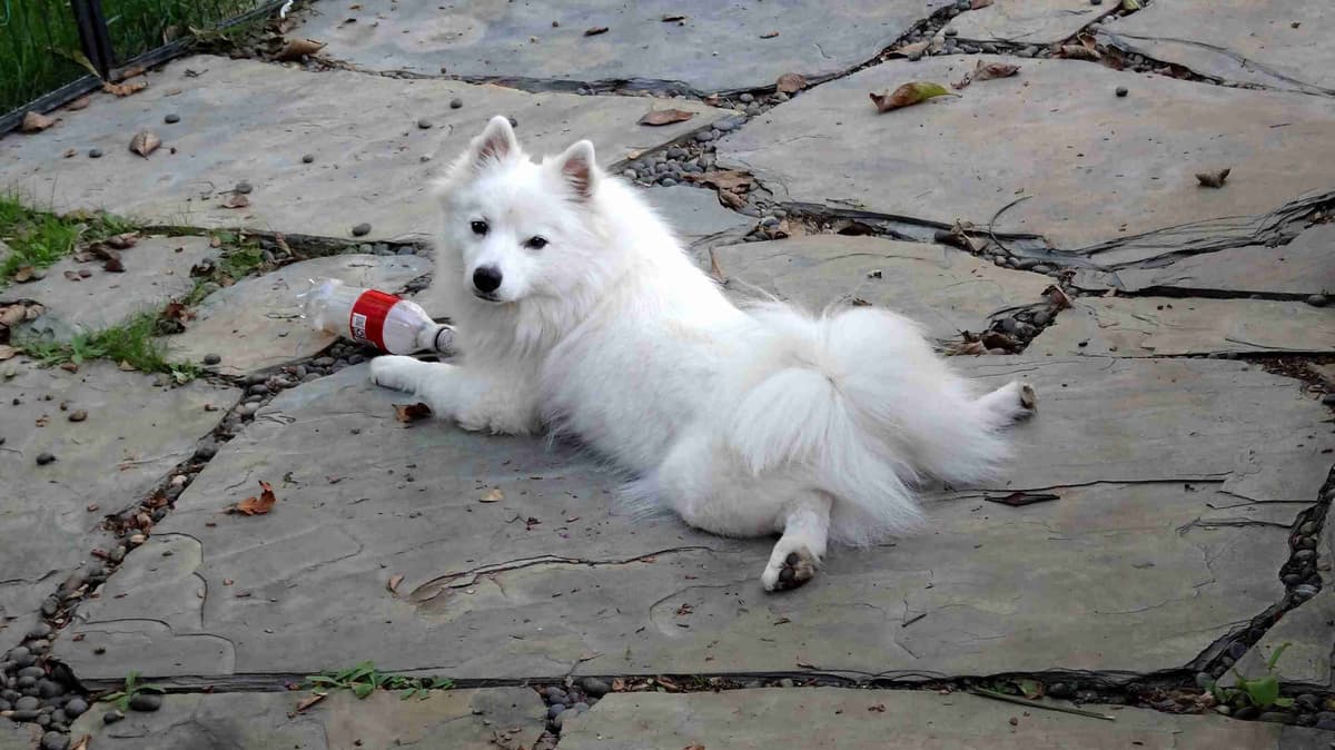 American Eskimo Dog Puppies Full Vaccinated breeder image 1