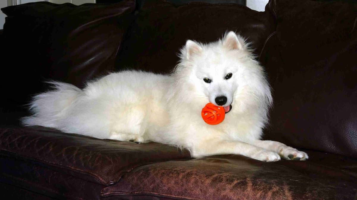 American Eskimo Dog Puppies Full Vaccinated breeder image 2