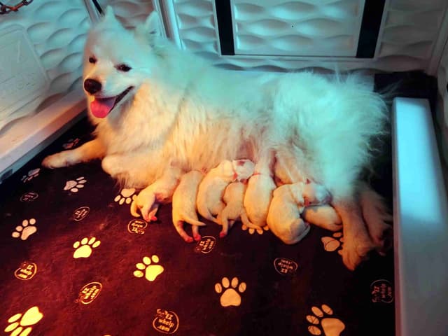 American Eskimo Dog Puppies Full Vaccinated media 19