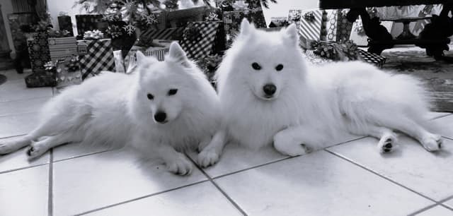 American Eskimo Dog Puppies Full Vaccinated media 20