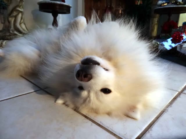 American Eskimo Dog Puppies Full Vaccinated media 23