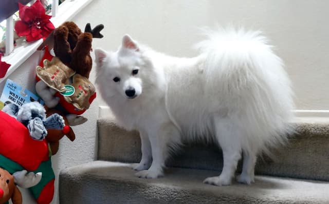 American Eskimo Dog Puppies Full Vaccinated media 22
