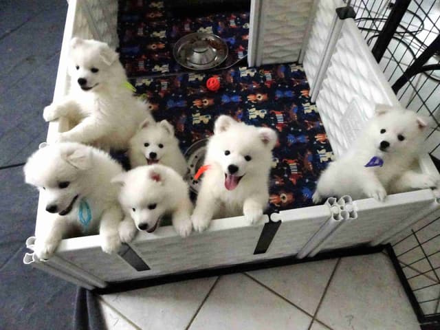 American Eskimo Dog Puppies Full Vaccinated media 25