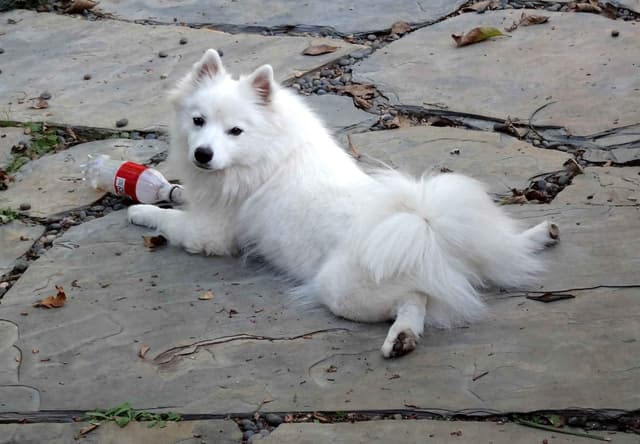 American Eskimo Dog Puppies Full Vaccinated media 21