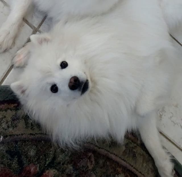 American Eskimo Dog Puppies Full Vaccinated media 24